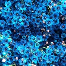 腊梅云南鲜花产地直发一手货源，品种齐全，视频代发全国