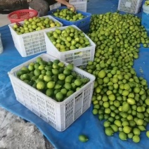 广东省香水柠檬