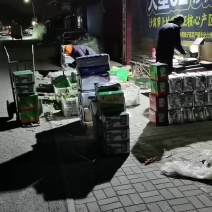 天津天星02沙窝萝卜专业批发