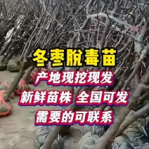 冬枣树苗