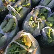 专业批发天津沙窝萝卜