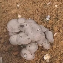 菌