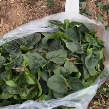 趴地菠菜