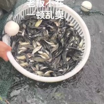 草鱼苗，小规格，一斤30条左右
