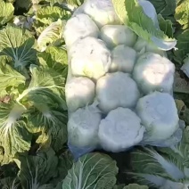 大白菜继续走货中