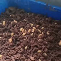 高蛋白竹虫，鲜虫，冻虫