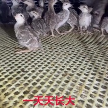 8天的小飞龙