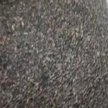 自己采摘的五灵脂，纯野生的