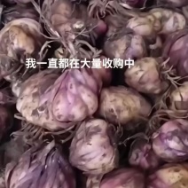 野生百合大量有货