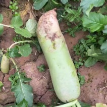 种植基地现货大量供应大青萝卜1到6斤左右，每斤0.55元每斤