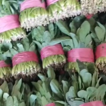 扎把菠菜