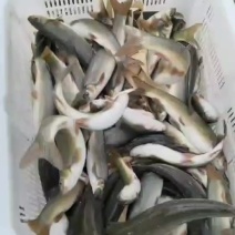 雅鱼