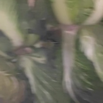 大白菜