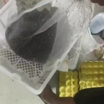 美洲大蠊养殖蟑螂卵鞘，预孵化足月到手即出虫干品回收