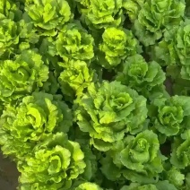意大利生菜