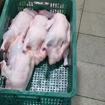 黑棕鹅大量现货供应，量大从优，品质保证，视频看货，可预定