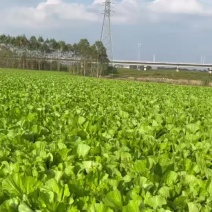 2斤以上芥菜