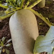 天星02沙窝萝卜