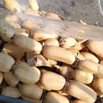 千亩有机莲藕，面藕，莲菜藕，产地直供，一手货源