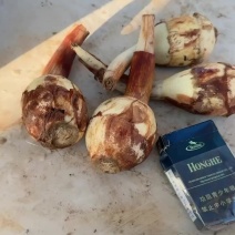 白肉茨姑