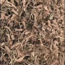 白术秧苗，种苗，花籽