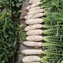 长萝卜