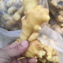 河北大姜