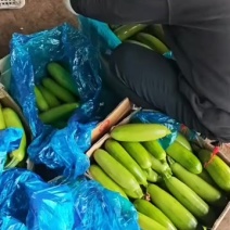 绿皮西葫芦