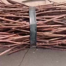 **嫁接贝达枝条母本