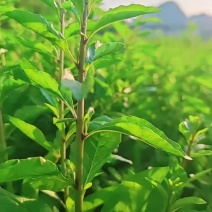 广西枸杞叶，枸杞芽苗菜