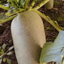 天星02沙窝萝卜大量批发