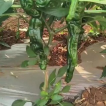 小皱皮