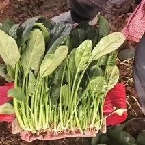 菠菜
