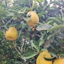 龙安柚红心柚子