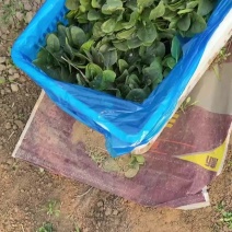 精品小菠菜