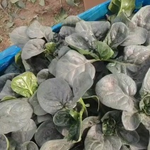 基地趴地菠菜，叶片肥美、量大，可同时供应商超、单位食堂等