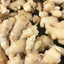 青州优质水洗生姜一手货源大量供应***********