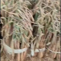 同心红葱