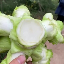 川渝地区的儿菜，好货，电商都有。