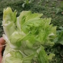 儿菜