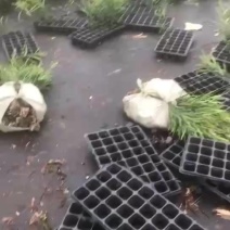良种黑木相思
