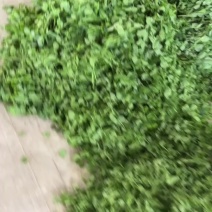 豌豆尖