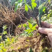 覆盆子苗