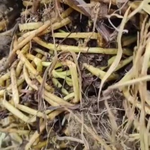 空心菜种藤，欢迎新朋友实地考察！一次交易永远朋友！