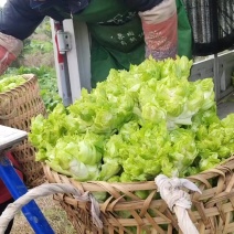 精品儿菜大量走货中