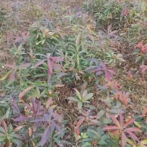 基地直供木荷树苗荷木树苗量大欢迎来电