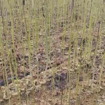 造林苗木楸木锌木树苗基地直供杯苗容器苗量大