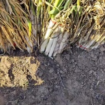 各位老板，有谁需要长白大葱和我联系