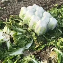 精品大白菜继续装货中