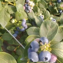 L11L25花香蓝莓，每天有一吨多，喜欢的老板前来报价。